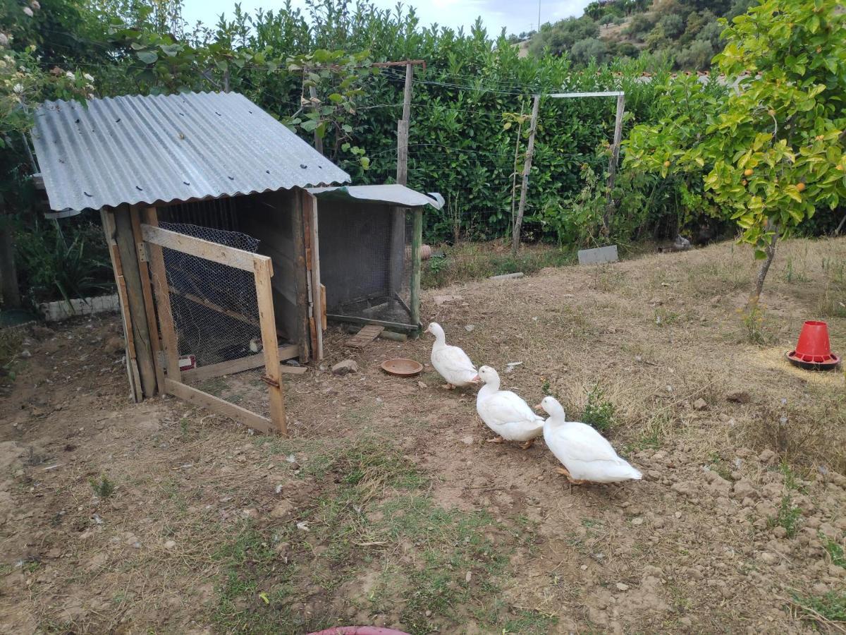 Nature Et Al House - Casa Para Uso Exclusivo E Jardim - Little Farm Batalha Exterior photo
